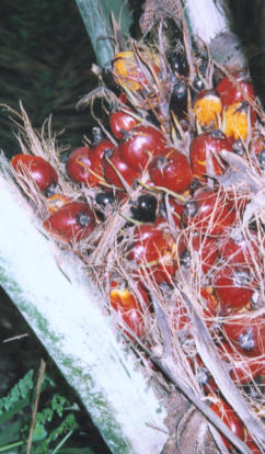 A Fresh Fruit Bunch (FFB)